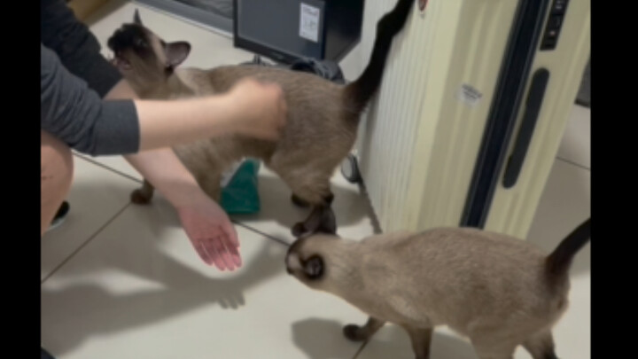 Jangan sekali-kali memelihara kucing Siam! Setelah beberapa hari tak bertemu, langsung menggelayut d