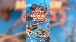 Hòn đảo được mệnh danh đảo tôm hùm