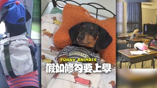 ถ้าเจ้าหมาตัวนี้ต้องไปโรงเรียนด้วยล่ะก็......