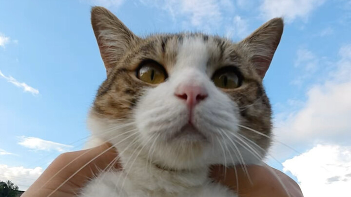 It’s totally reasonable for Han Xin in the Chinese server to gank lone cats!