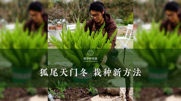 New Planting Method for Foxtail Asparagus!