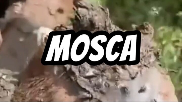 Como acabar com mosca do estabulo, IMPERIAL MAX AFASTE, Como eliminar mosca do estabulo