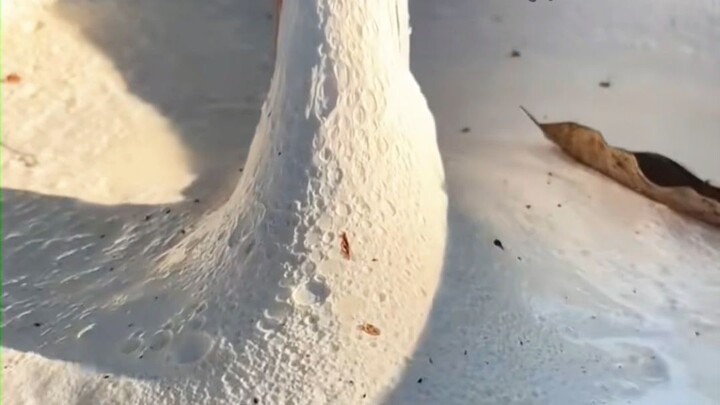 Quá trình thu hoạch cao su tự nhiên!