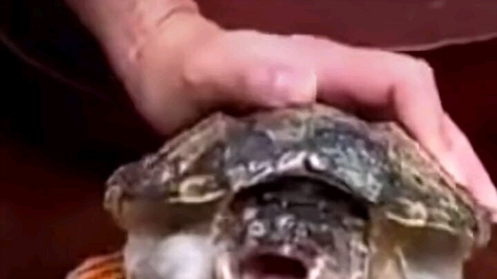 “Si Kura-Kura Kecil: Membuatku Ketakutan! Lihat saja, kalau aku diam sebentar, aku bakal gigit tanga