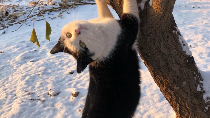 พอแมวออกไปข้างนอกแล้วเห็นโลกภายนอกขาวโพลนไปหมด ก็งงไปเลย