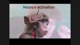 Neuron Activation.