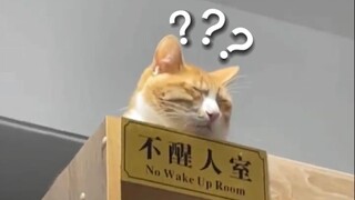 《动物迷惑行为大赏❾❻》