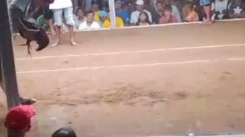 melsim round head mahiwagang sabong patalo na nanalo pa #gawang Guimaras