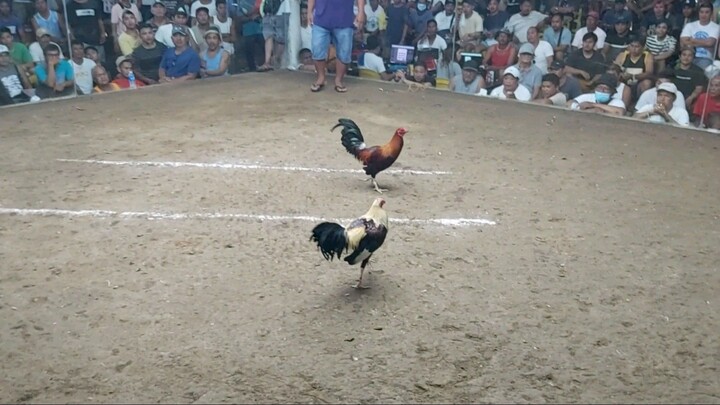 MCCA 3Hits Ulutan 11/22 2nd Fyt