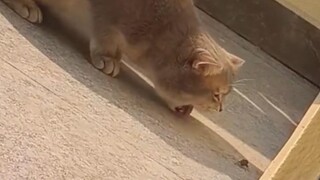 Rasa ingin tahu membunuh kucing