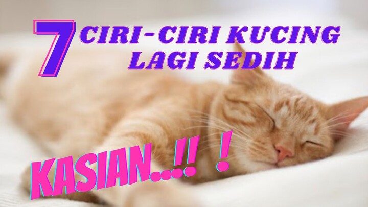 KASIAN BANGET...!! BERIKUT 7 CIRI-CIRI KUCING LAGI BERSEDIH
