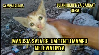 Anak Kucing Ini Berhari-Hari Mencari Ibunya Di Tempat Sampah Karena Tak Tega Aku Membawanya Kerumah