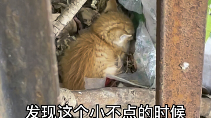 Kamu bisa selalu percaya pada ketahanan hidup seekor kucing oranye.