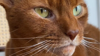 Kucing-kucing lain semua mulutnya terbuka! Jun Ge pasti sudah bisa menerima kenyataan ini!
