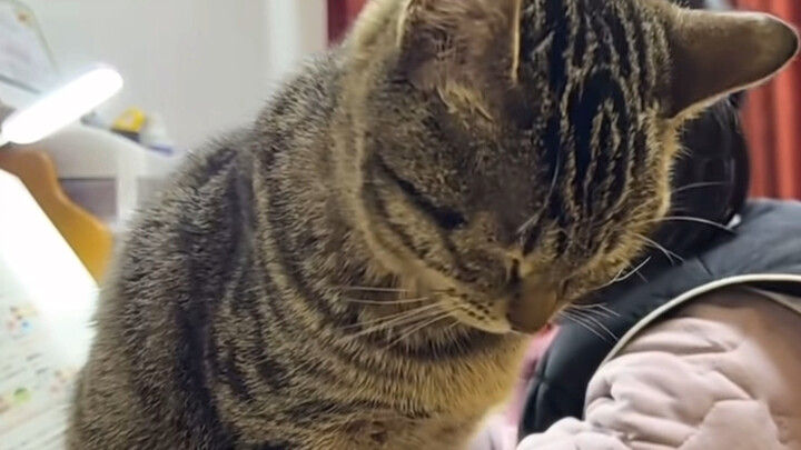 Menemani belajar benar-benar sangat melelahkan #belajar #menemani-belajar #kucing-lucu #berbagi