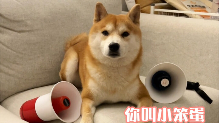 Can Dogs Really Remember Their Own Names?