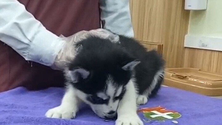 Dia adalah anjing Husky pertama yang pernah aku pelihara. Baru dua bulan lebih, dia sudah pergi ke P