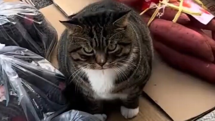 Kucing penjaga toko yang rajin itu kembali keluar untuk menjaga lapaknya