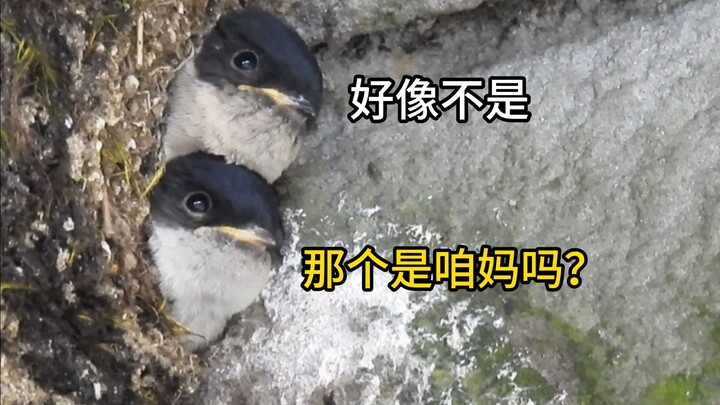 Orcas doing a human pyramid 😍 Orcas doing a human pyramid 😍 Orcas doing a human pyramid 😍 … (repeate