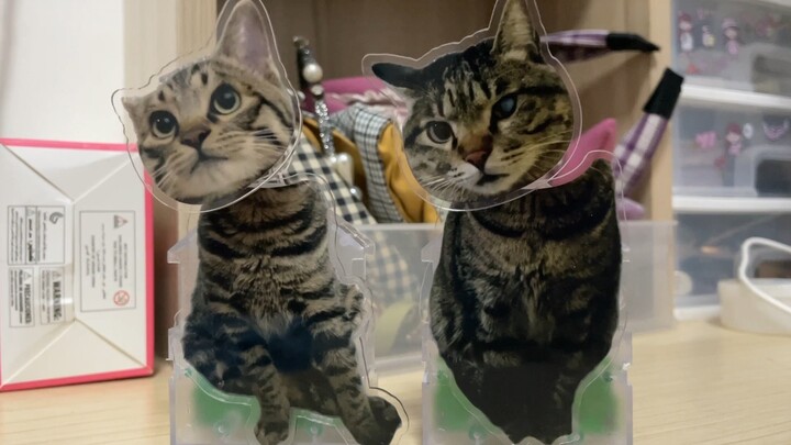 No-Brainer Tutu and Grumpy Rice Bucket—hey, Rice Bucket, stop poking other cats with your ears all t