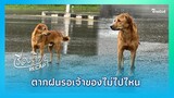 นาทีซึ้ง! น้องหมาหลง 7 วัน ตากฝนหน้าหาเจ้า พลังโซเชียลช่วยตามหาจนเจอ|Thainews - ไทยนิวส์|Recap-22-jj