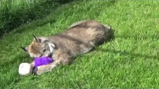 Max Canada Lynx Cinnamon Enrichment