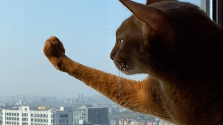 While all the other cats are still asleep, Brother Jun is already mapping out Hangzhou’s future!
