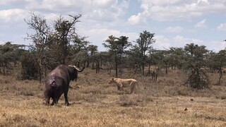 the moment of life and death of wild buffalo