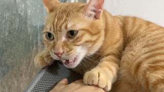 Bao Bị: Cô ấy lại biết hát bài hát của tộc Hakimi chúng ta