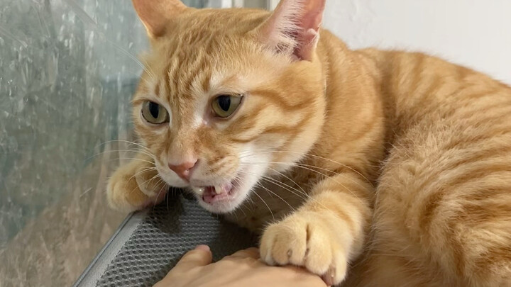 Bao Bị: Cô ấy lại biết hát bài hát của tộc Hakimi chúng ta