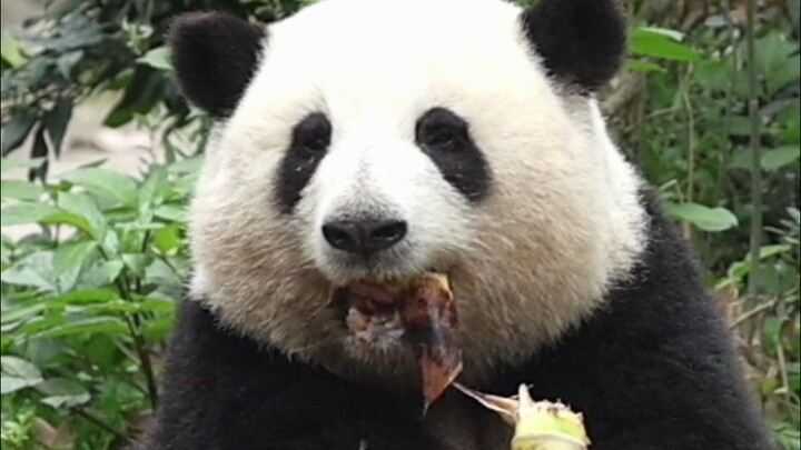 Hua Hua: You tell me—(chomp chomp)—who on earth came up with this thing? (chomp chomp)