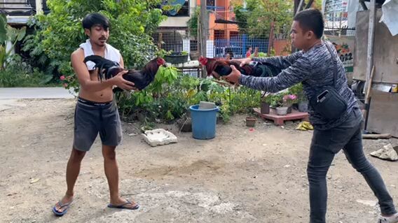 Yung manok na parang tao mag laro 😂