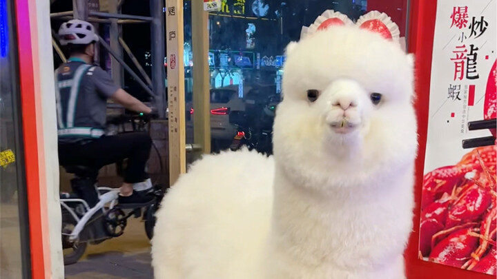 Help! This baby alpaca is unbelievably adorable!