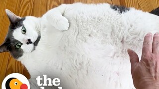 قطة البقرة أم بقرة حقيقية؟! رحلة خسارة الوزن لقطة ضخمة وزنها 20 كيلوغرامًا!