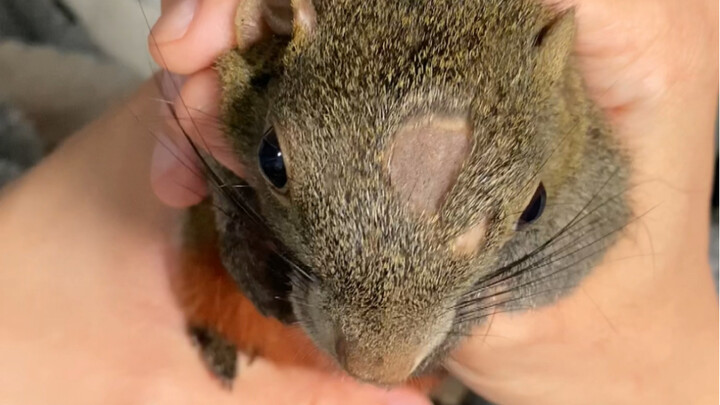 My son’s bald—my daughter did it!