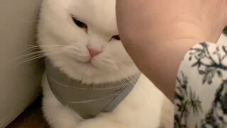 A trust test for little kittens