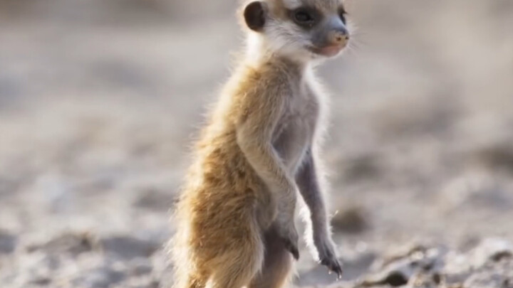 “ครอบครัวพังพอนจิ้งจอกมักจะสามัคคีกันเสมอ”