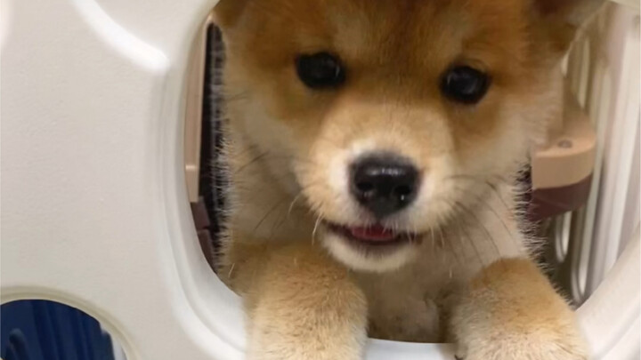 Here's a tutorial on potty training!