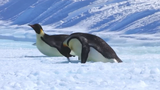 Penguin Races to Feed Her Starving Chick