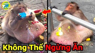 Cười Ngặt Nghẽo Với 10 Loại Động Vật Béo Ú Vì Quá Ham Thức Ăn Của Con Người |Vivu Thế Giới