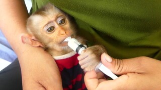 Orphan baby monkey Maku ​Drink Milk Look Face Mom So Lovely | But Maku Not drink Milk With Bottle