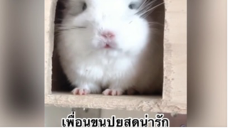 เพื่อนตัวน้อย สัตว์เลี้ยงแสนซน : เพื่อนขนปุยสุดน่ารัก