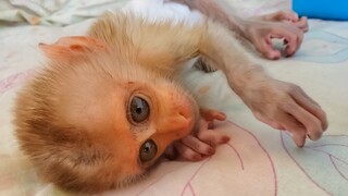 Wow, So Adorable!! Poor Baby Monkey Luxy Keep Silient Waiting For Mom To Comfy