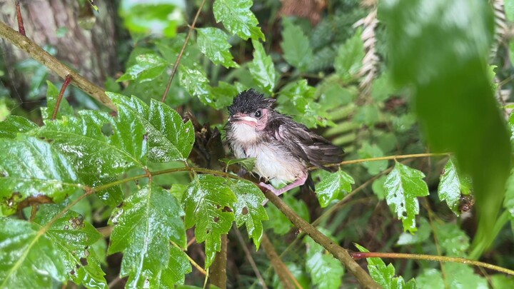 Anak burung terpisah akibat hujan lebat, untungnya diselamatkan oleh orang baik.