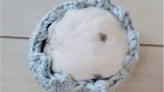 Slowly pour in a hamster