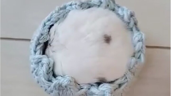 Slowly pour in a hamster