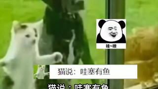 正在做饭，可回头一看，哇塞，又多了几道菜