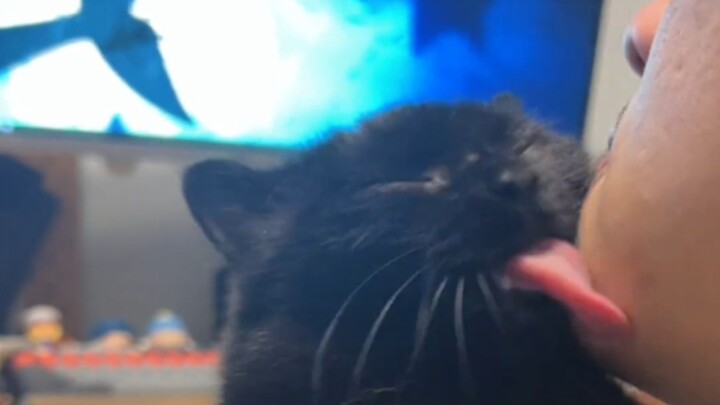 “Another cat-sucking incident has happened!”