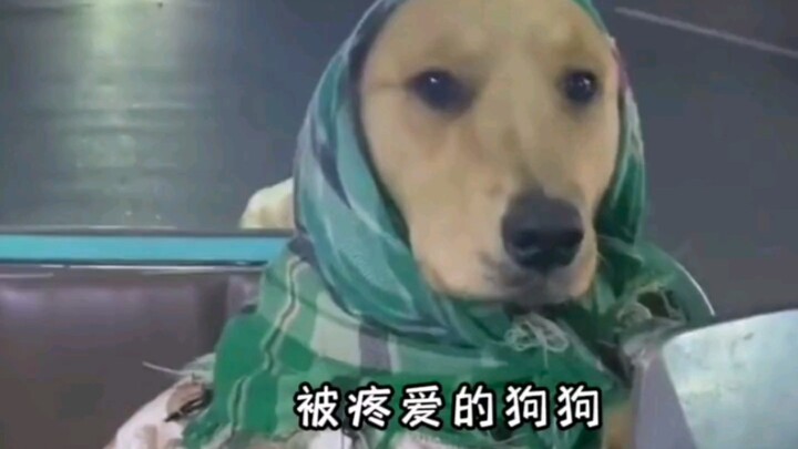 “Setiap anjing berhak mendapatkan cinta, betapa bahagianya anjing yang dicintai dan disayangi oleh t