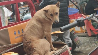 Majikan Lupa Membawa Golden Retriever Pergi Mengantar Barang